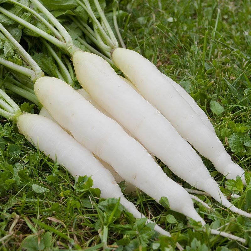 Radish White