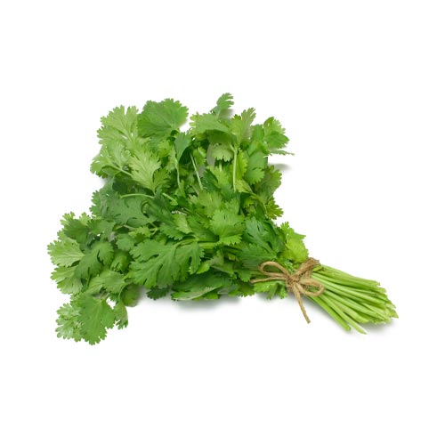 Coriander