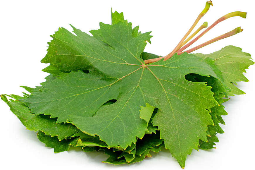 Grape Leaf