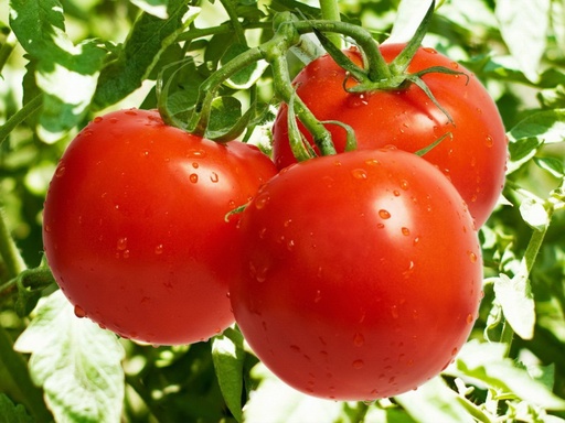 Turkish Tomatoes