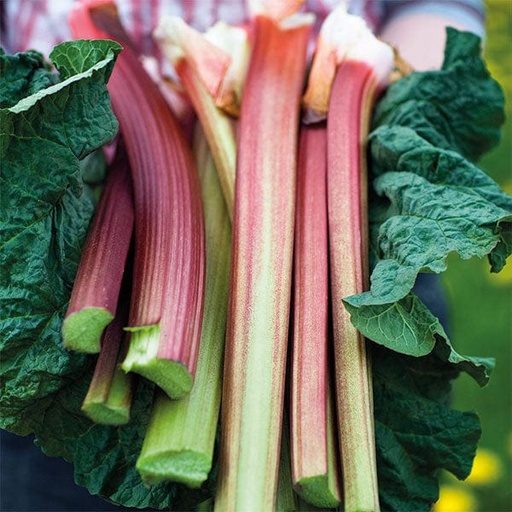 Rhubarb