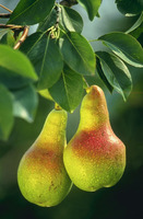 Pear Kurdish